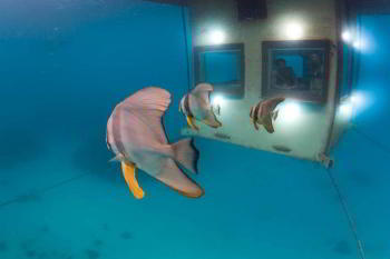 Подводный отель в Африке (7 фотографий)