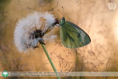 Лучшие фотографии природы Украины: 10 фотографий, от которых перехватит дух