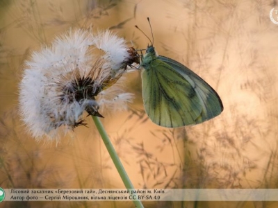 Лучшие фотографии природы Украины: 10 фотографий, от которых перехватит дух