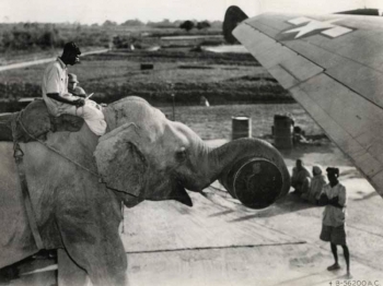Слон помогает загружать продовольствие в американский самолет в 1945 году. (фото дня)