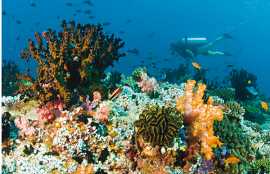 Изучайте подводный мир и помогайте окружающей среде вместе с Baros Maldives